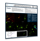 Lighting-Up-BrainXell-iPSC-Derived-Neurons_2025