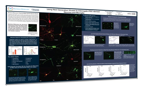 Using-Next-Generation-Viruses-to-Interrogate-iPSC-derived-Neurons-and-Microglia